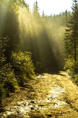 Rays of light at dawn in a coniferous forest. Fog and the rising sun draws stunning pictures.の写真素材