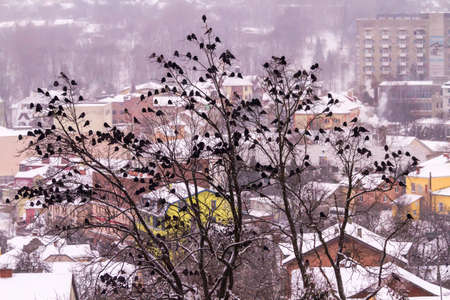 A huge flock of crows sits on trees in the background of the winter city of Truskavets, Ukraine.の写真素材