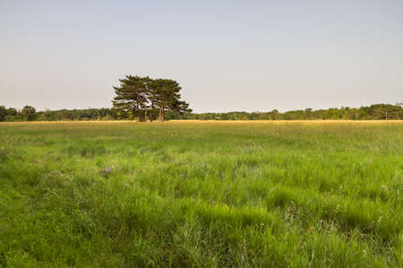 A group of trees stands alone in the midst of a trembling field. Five oaks stand in the field.の写真素材