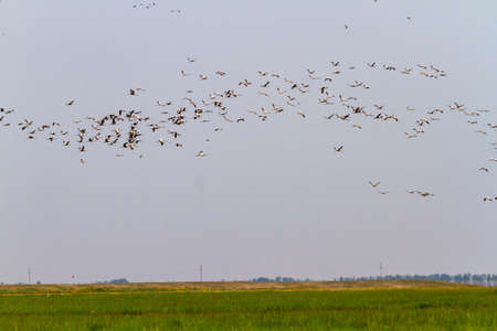 From a green grassy field a huge flock of storks soars into the skyの写真素材