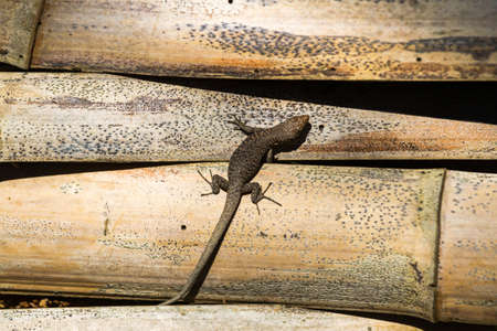 The lizard crawls along the old bamboo. Background or texture.の写真素材