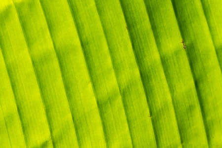A large green leaf on the sunrise. Background or texture.の写真素材