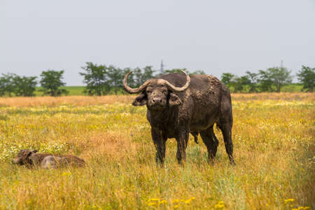 A family of Kaffir buffaloes in the steppe looks at the photographer. This beast - the most powerful, malicious, insidious and indomitable bulls. It is included in the big African five of wild animals.の写真素材