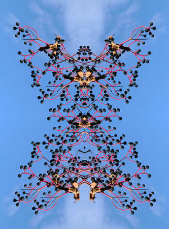 Abstract symmetric butterfly-like ornament on a sky blue backgroundの写真素材
