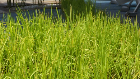 Green grassの写真素材