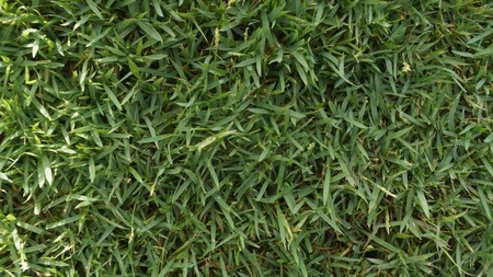 Green grassの写真素材