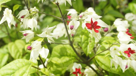 Flower in the gardenの写真素材