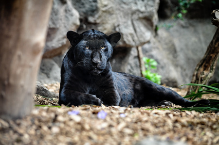 Black panther lying on the ground and looking.の写真素材