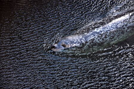 Seal swimming in the pool. Close-up photography.の写真素材