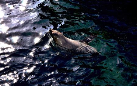 Close-up photography. Seal swimming in the pool.の写真素材