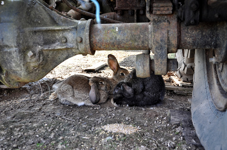 Rabbits hidden under the car.の写真素材