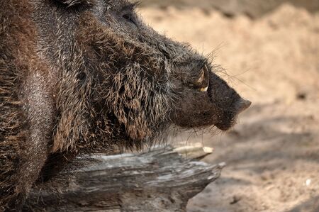Animal close-up photography. Adult wild boar portrait.の写真素材