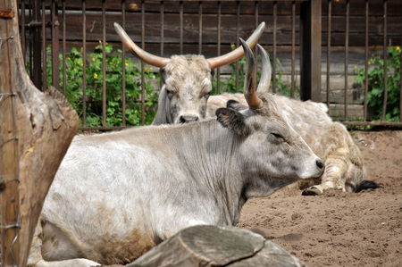 Steppe cows lying and heated in the sun.の写真素材