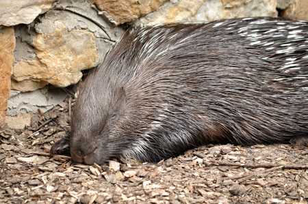 Porcupine sleeping and heated in the sun.の写真素材