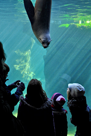 BREMERHAVEN, GERMANY - MARCH 6, 2011: Unknown people through the window staring at the seal.のeditorial素材