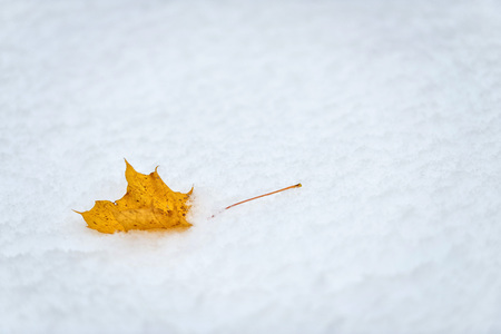 Abstract photography. Yellow maple leaf in white snow.の写真素材