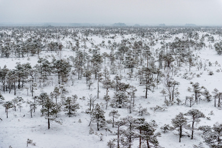 Snowy winter day at swamp. Small swamp trees.の写真素材