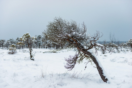 Snowy winter day at swamp. Small swamp trees.の写真素材