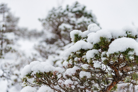 Snowy winter day at swamp. Small swamp trees.の写真素材