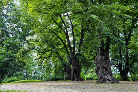 Park with old, thick trees and walking paths.の写真素材