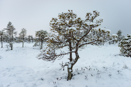 Snowy winter day at swamp. Small swamp trees.