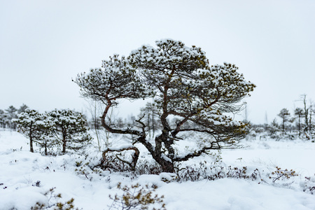 Snowy winter day at swamp. Small swamp trees.の写真素材