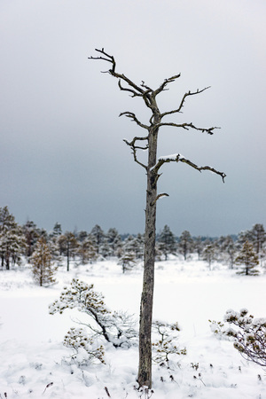 Snowy winter day at swamp. Small swamp trees.の写真素材