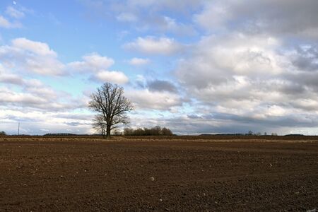 A lonely tree in the middle of plowed field.の写真素材