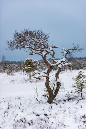 Snowy winter day at swamp. Small swamp trees.の写真素材