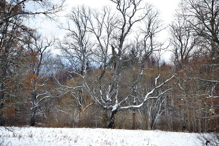 A snowy forked tree in the field aside.の写真素材