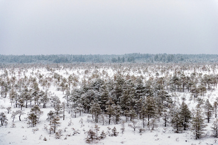 Snowy winter day at swamp. Small swamp trees.の写真素材