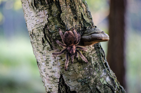 Furry tarantula alfresco walking along the tree trunk.の写真素材