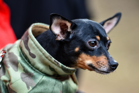 Animal photography. Dressed dog at owner's hands.の写真素材