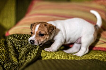Jack Russell puppy playing with a green blanket.の写真素材