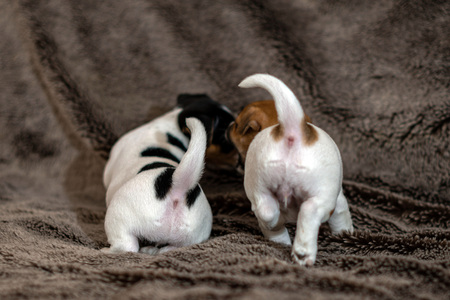 Mottled, brown and white Jack Russell puppies.の写真素材