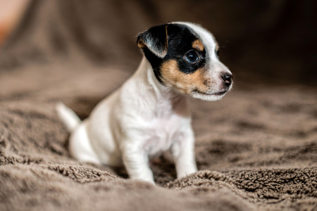 Jack Russell puppy sits on brown blanket and looks around.の写真素材