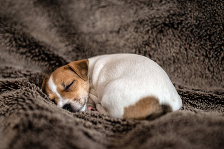 Jack Russell puppy lying on a brown blanket.の写真素材