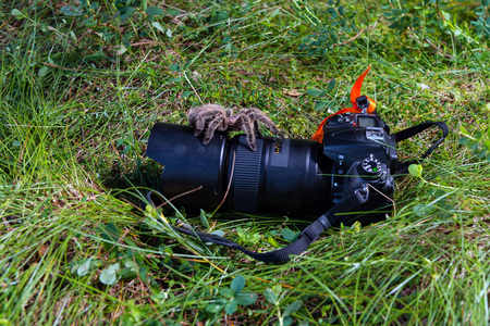 Animal close-up photography. Tarantula alfresco walking through the camera.の写真素材