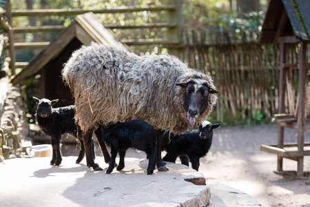 Sheep with black babies farmhouse in the yard.の写真素材