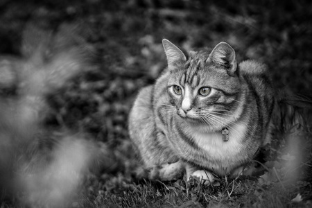 Animals close-up photography. Red-haired cat hiding in the garden.の写真素材