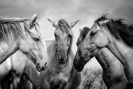 Animals close-up photography. Horse Consultation. Four horses assembled your heads together.の写真素材