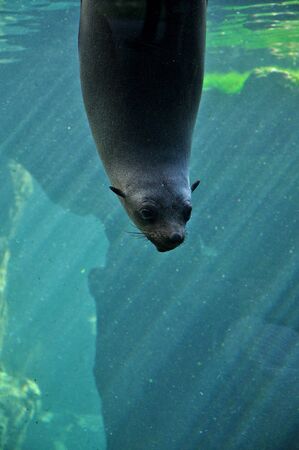 Animal close-up photography. Sea calf staring through the glass.の写真素材