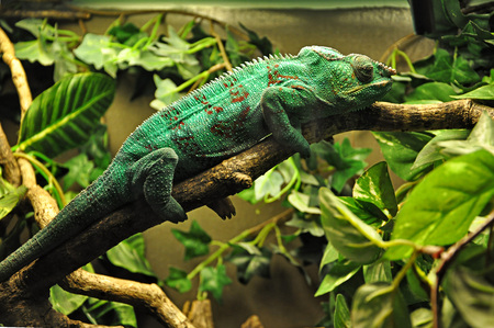 Green chameleon lying on a tree branch.の写真素材