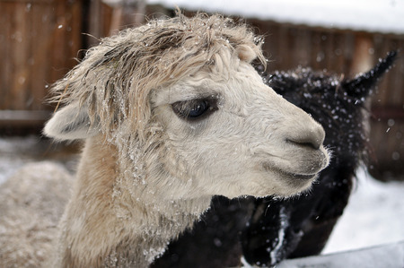 Animal close up photography.  Young lama portrait.の写真素材