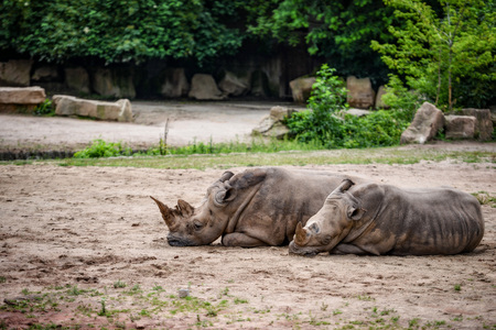 Animal close-up photography. Rhinoceros couple lying in the sand and warm sun..の写真素材
