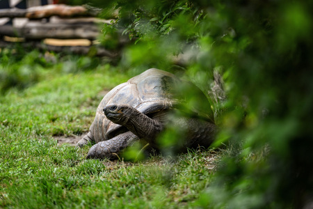 Animal close-up photography.  Giant turtle walking on green grass.の写真素材