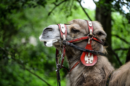 Animal close up photography Camel with bridle.の写真素材