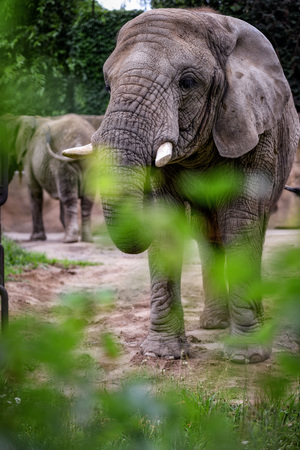 Animal close-up photography. African elephant walking slow step.の写真素材