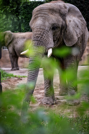 Animal close-up photography. African elephant walking slow step.の写真素材