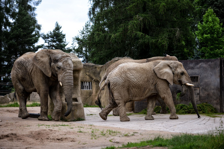 Animal close-up photography. African elephant walking slow step.の写真素材